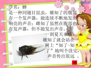 大雁教知了学飞的故事，知了学飞的故事续写300个字