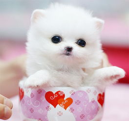 茶杯犬博美能长多大