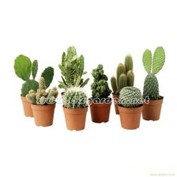 迷你小盆栽植物怎么养