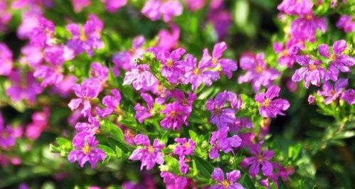新手适合养的10种花，满天星花适合在室内养吗?