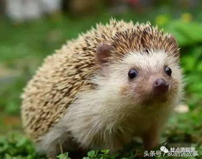 刺猬应怎样饲养
