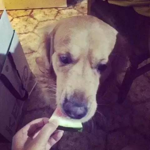 狗狗能不能吃西瓜