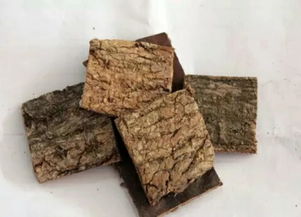 杜仲的作用和功效和禁忌，鱼胶炖杜仲的作用