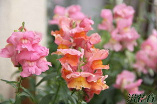 金鱼草花期长吗，金鱼草花期特性