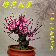 黑红梅方是什么意思，黑红梅方单机版