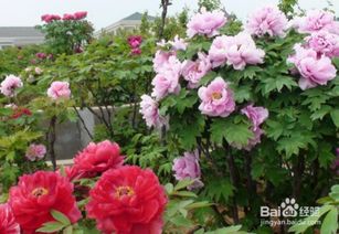 牡丹花怎样种植和养护