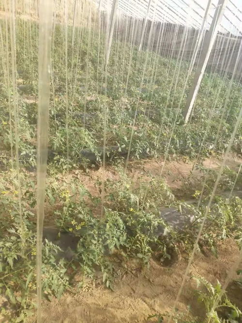 铁柿子为什么带弯
