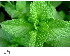 薄荷读音有po，薄荷读音标一样吗