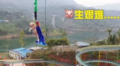 重庆蹦极最高的地方，重庆蹦极奥陶纪蹦极多少钱