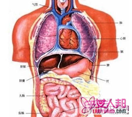 人身体内脏器官各分部在什么位置?