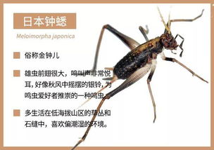 蛐蛐网上交易平台，蛐蛐网名