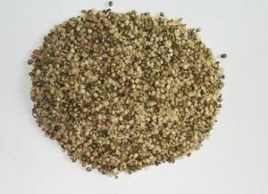 请问广西巴马长寿老人所吃的火麻菜是什么植物呢?