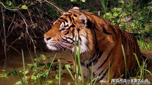 狮子和老虎的个头谁更大?