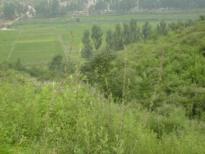 什么地站立填动词填空，什么地站立填词语三年级
