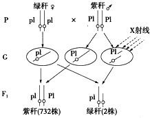 复等位基因图解，复等位基因例子