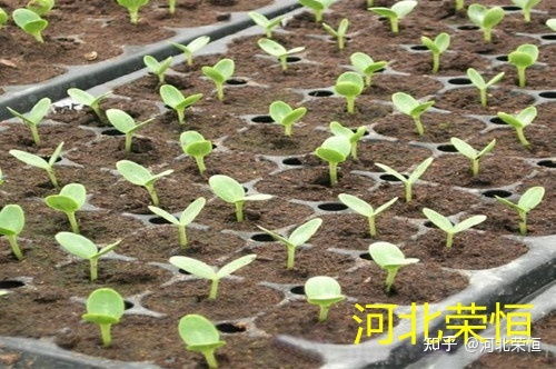 无土育苗为什么要用基质育苗?辣椒育苗主要使用哪些基质?