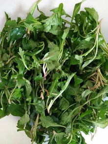 一什么野菜量词，一什么野菜填上合适的量词