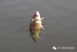 浅水钓鲫鱼用什么漂，冬天浅水钓鲫鱼用什么漂