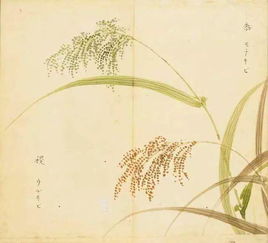 彼黍离离 彼稷之苗，彼黍离离拼音