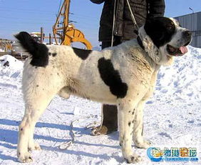 大型狗狗品种大全