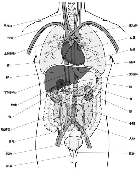 人的器官图 分布图，人体器官结构分布图高清