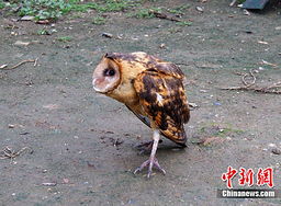 猴头鹰炖天麻是治什么的，猫头鹰的叫声