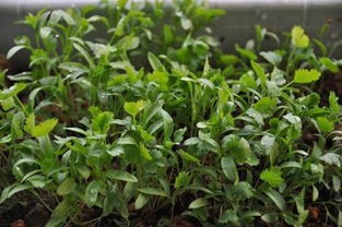 香菜怎么种植容易发芽，香菜种子种植方法