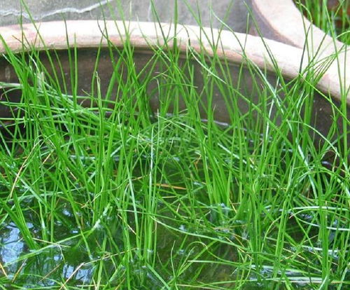 水韭外形似种子植物,根据哪些特征将它归入蕨类的?蕨类植物有哪些用途