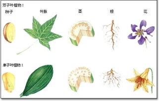 蚕豆是单子叶植物还是双子叶植物，如何判断单子叶和双子叶植物