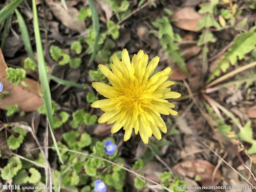 蒲公英的花像什么?