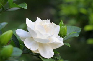 养栀子花盆栽小妙招，怎样养栀子花