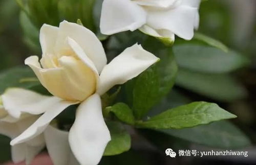 怎样养栀子花盆栽