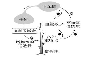 晶体渗透压影响什么内外水的移动，晶体渗透压和胶体渗透压的作用