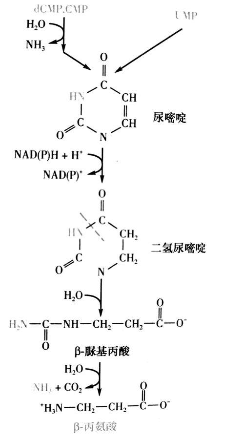 nadh是什么反应的辅酶，nad是什么