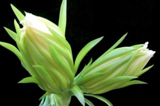 霸王花有什么功效、