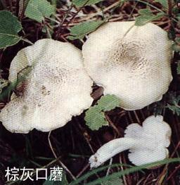请问这种野生蘑菇是什么蘑菇?产自湖南永州新田,今日是农历大年初四摘得
