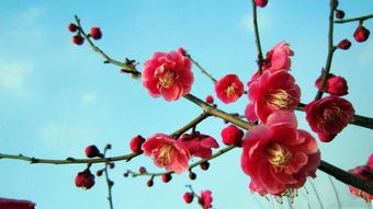 梅花有什么作用?作文，梅花有什么作用的短视频