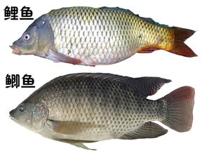 鲤鱼什么时候产卵结束，鲤鱼什么时候产卵怎么孵化
