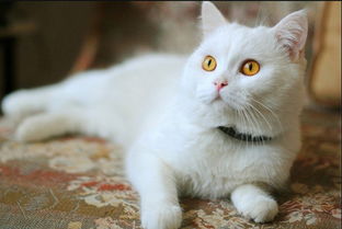 如何养猫须知，新手如何养猫