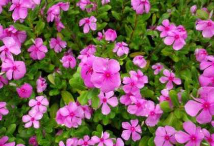 长春花的花语是什么
