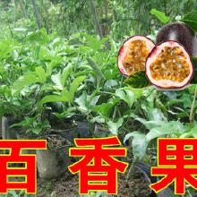 怎样种植鸡蛋果树