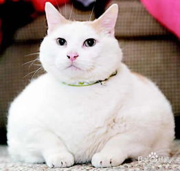 如何养猫须知