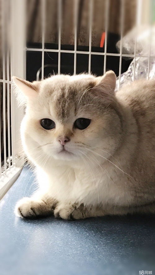 金点猫是什么品种，金点猫图片