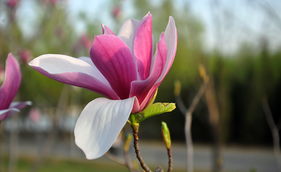 四月开什么花