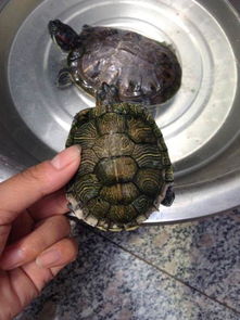 怎样判断乌龟腐甲了