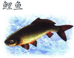 鲤鱼白天产卵还是晚上,鲤鱼产卵的季节是什么时候