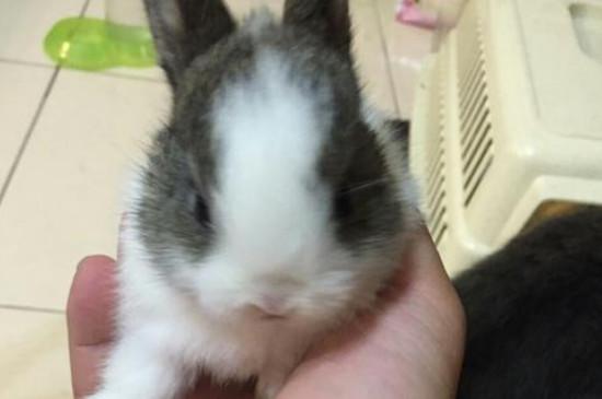 垂耳幼兔的喂养方法，冬天幼兔的喂养方法