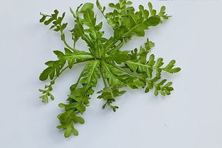 荠菜长什么样