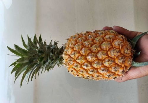 蜂蜜凤梨产地，凤梨产地哪里最好