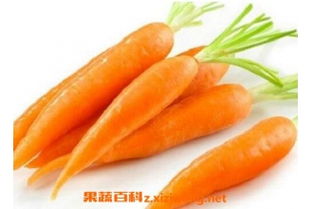 经常吃萝卜的好处和坏处，晚上空腹吃萝卜的好处和坏处